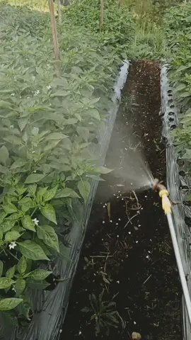 losss#petanimuda #petanicabai #pujon24jam 