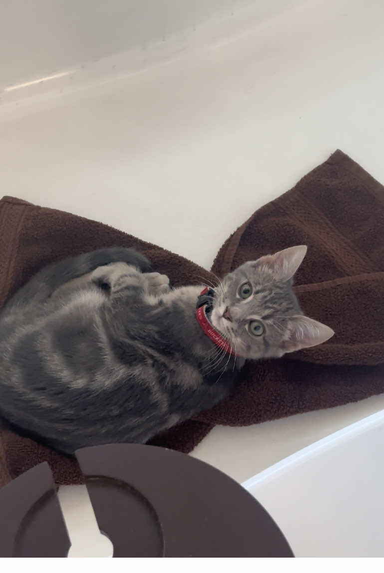 I didn’t realize he was in here with me 🤣🤣🤣🤣 #catmom #kittensoftiktok #catsoftiktok #pets #animallover 