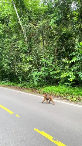 Sodara siapa ini cok🤣🤣 #tnbbs #bukitbarisan #lampungbarat #monyet 