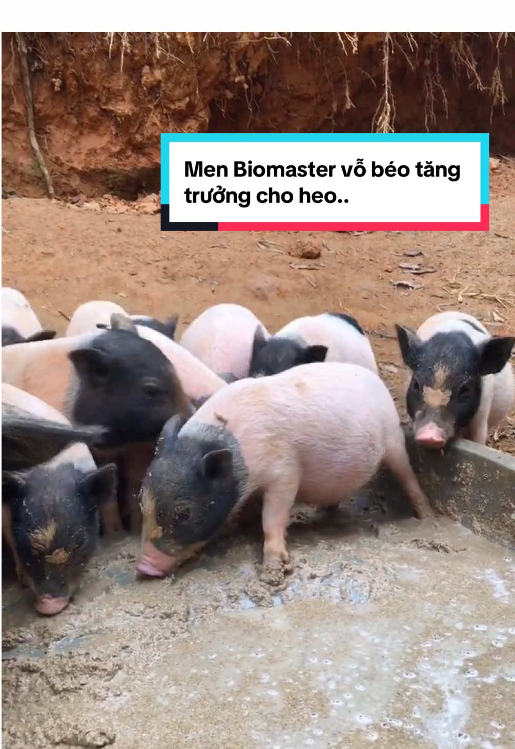 Chăn là Lớn Men tăng trưởng Bio Master vỗ béo Heo...#biomaster #chănnuôi #nhànông #nuôiheo #mentangtruong 