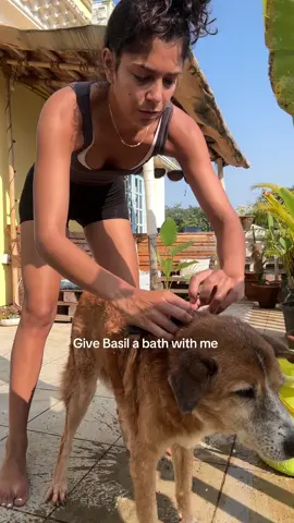 My Basil ❤️ #india #indiavlog #indiandogs 