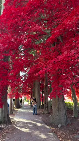 Mùa thu Nagano #choenju  #nagano #長野#ながnouong #tiktok 