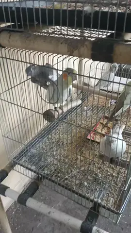 Sunday vibe #parrots #cockatiel #bird #creatorsearchinsights 