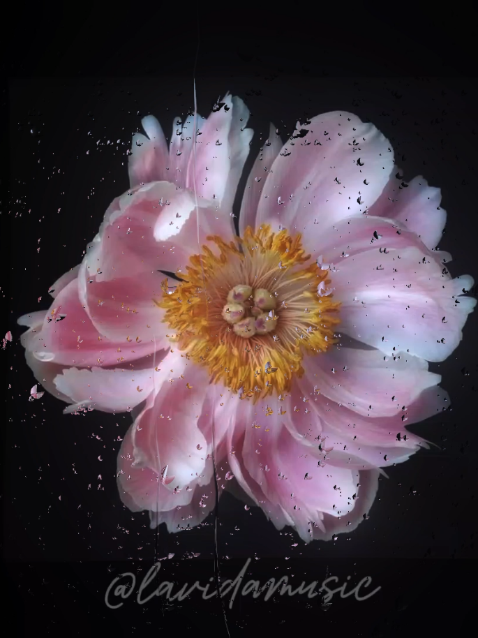 You Spin Me Round (Like a Record) #lyrics #songs #music 