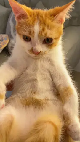 Tutor bayi ngantengin bayiiik tukang rusuh 👹🫠 #como #kitten #kucing #fyp #lucu 