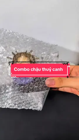 Combo chậu thuỷ canh #giadungthongminh #fyp #chauthuysinh 