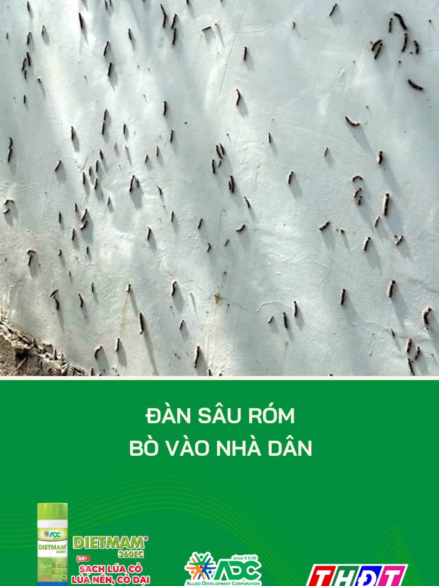 TP.HCM: Phun thuốc xử lý đàn sâu róm bò vào nhà dân #dongthaptv #thdt #mcv #dongthap #truyenhinhdongthap #tiktokthdt #tiktoknews