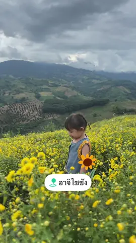 มาเที่ยวสวนดอกเก๊กฮวยกันนะคะ  #เที่ยวเชียงราย #สวนดอกไม้  #ที่เที่ยวเชียงราย 