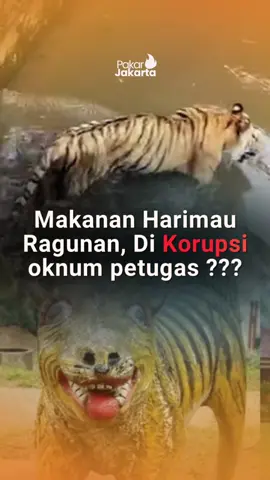 Atas kejadian Ini Gubernur DKI Jakarta pramono anung akan ngecek dan memastikan ke lokasi, di indonesia Binatang aja kena dampak budaya Korupsi di aparatur pemerintahan , Menurut kalian bagaimana? #harimau #ragunan #pakarjakarta 