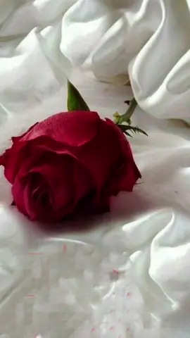 #CapCut #صباحكم_معطر_بذكر_الله #العراق_السعوديه_الاردن_الخليج #الكويت 