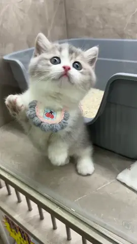 #แมว #cat #cats #catsoftiktok #แมวน่ารัก 