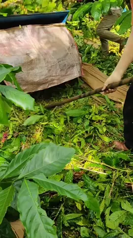 hái cà phê gì chưa mọi người?#xuhuong #trending #coffee #nông dân máy tuốt hái cà phê#cà phê đa thân thả ngọn 