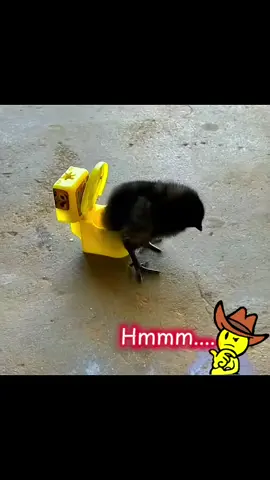 Kebersihan Adalah Sebahagian Dari Iman. Anak Ayam Aja Bisa Koq Kamu Gak...!?🤔-🤣😂🤭 #VidioLucu #Humor #Lucu #Kocak #Komedi 