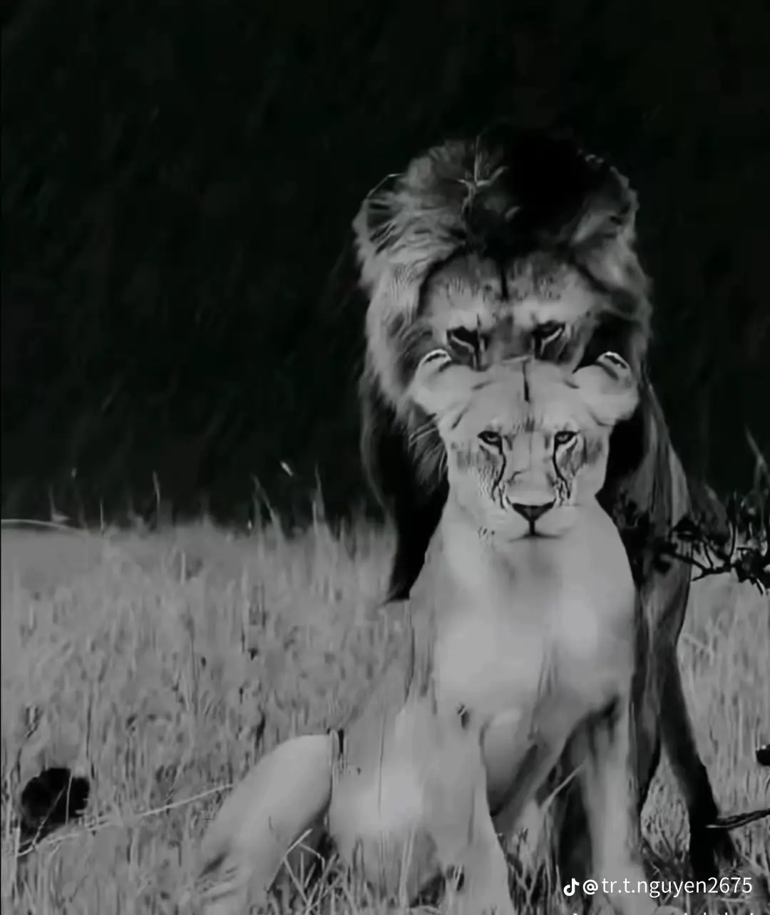 “Việc Nhỏ Thì Tuỳ Em Làm Loạn, Việc Lớn Đứng Sau Dựa Vào Anh”  #xu #viral #xuhuong 