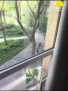 anh luôn ghi lại những khoảng khắc đời thường của mình dù chỉ là một cây cỏ hay một bông hoa#vml #vumonglung #yumenglong于朦胧 #xhtiktok #xh 