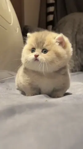 #แมว #cat #cats #catsoftiktok #แมวน่ารัก 