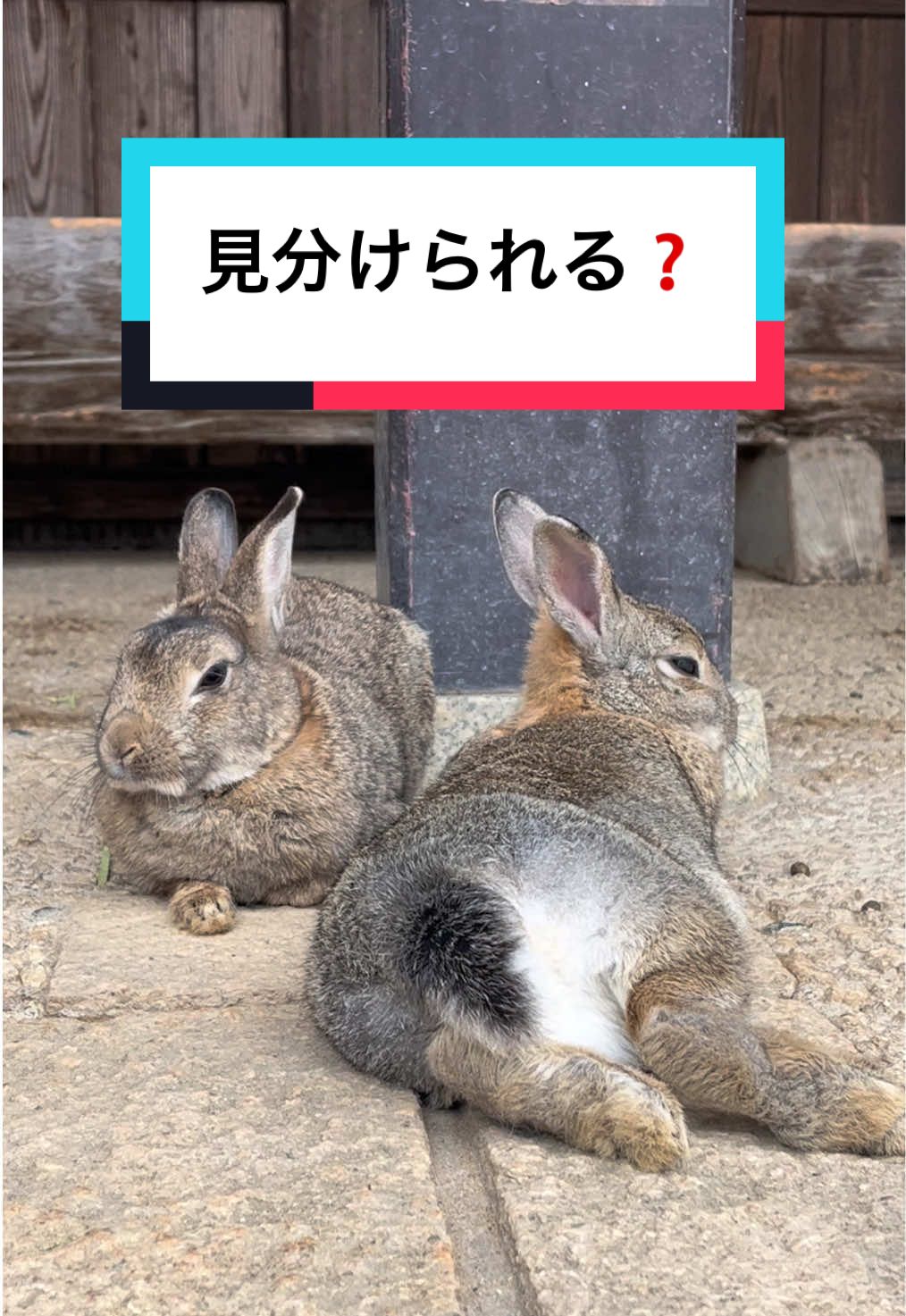お顔そっくり仲良しコンビ👩‍❤️‍👩(左：ステラちゃん 右：イルちゃん)#月うさぎの里 #うさぎ #bunny #rabbit #fyp 