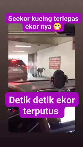 kasian sekali ekor kucing itu putus tiba tiba #fyppppppppppppppppppppppp #fyp #viral 