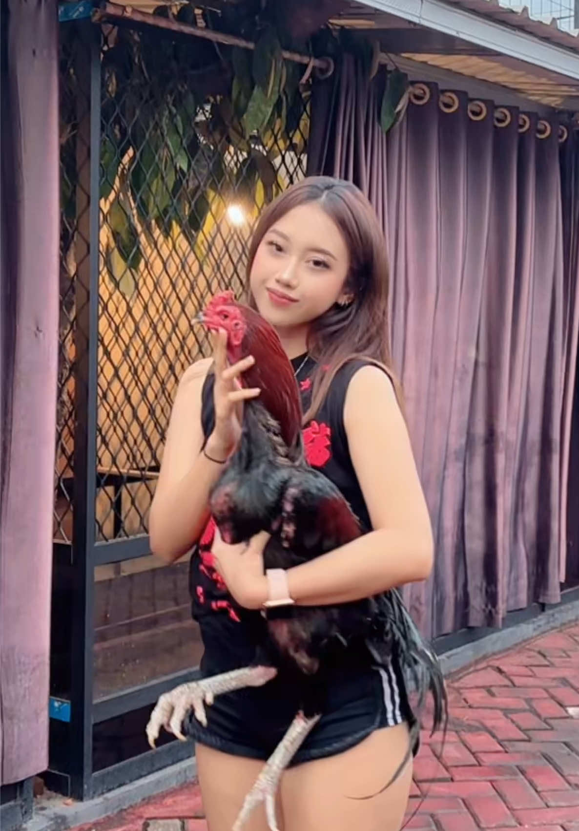 oh ini yg disebut raja brakot #dilasungokong #ciwisungokong #sungokongfarm #ternakayam #ayamimport