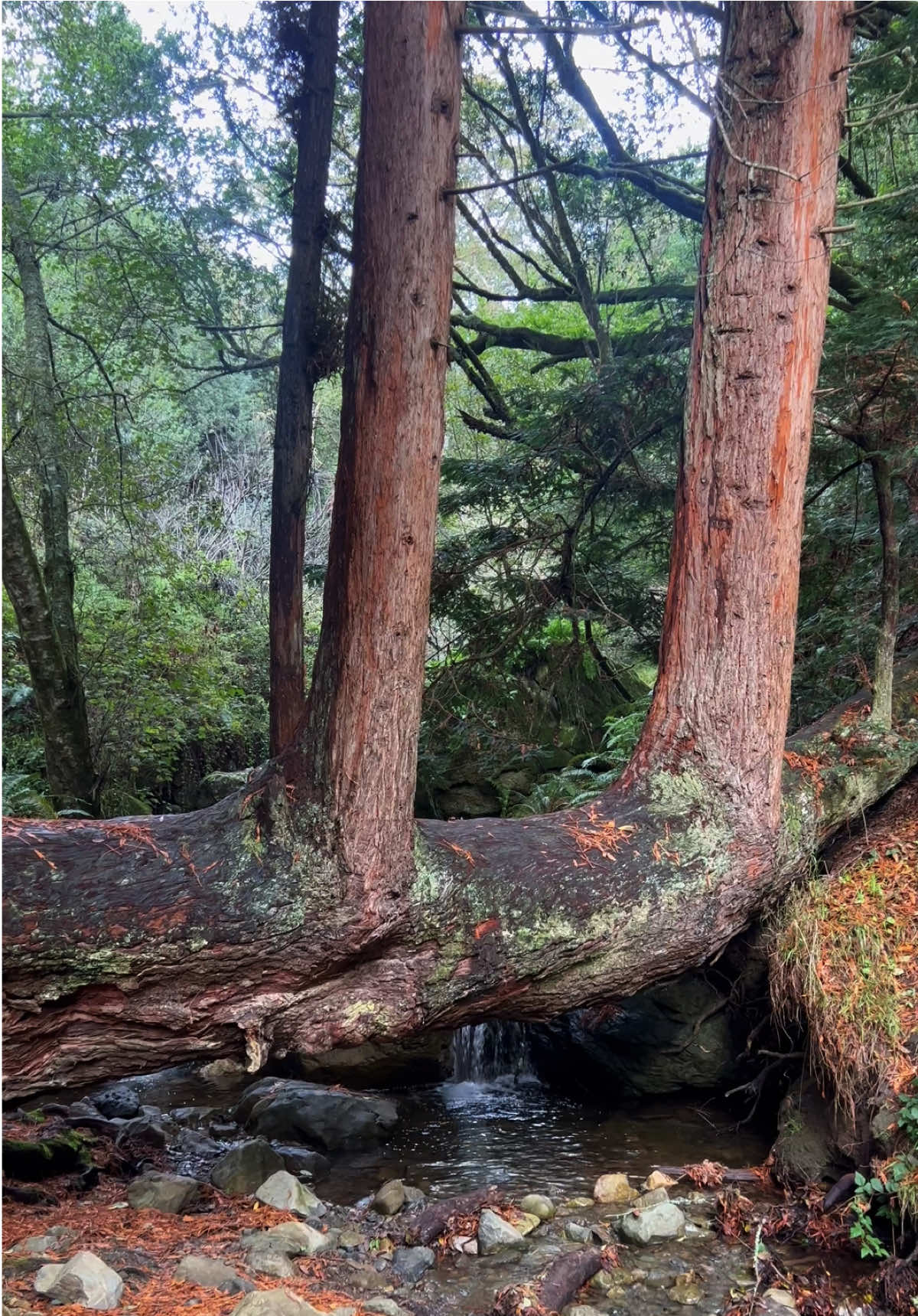 Life doesn’t stop when something falls… it just grows a different way🌱 #forestmagic #lifecircle #natureheals #novembervibes #californiatrails 