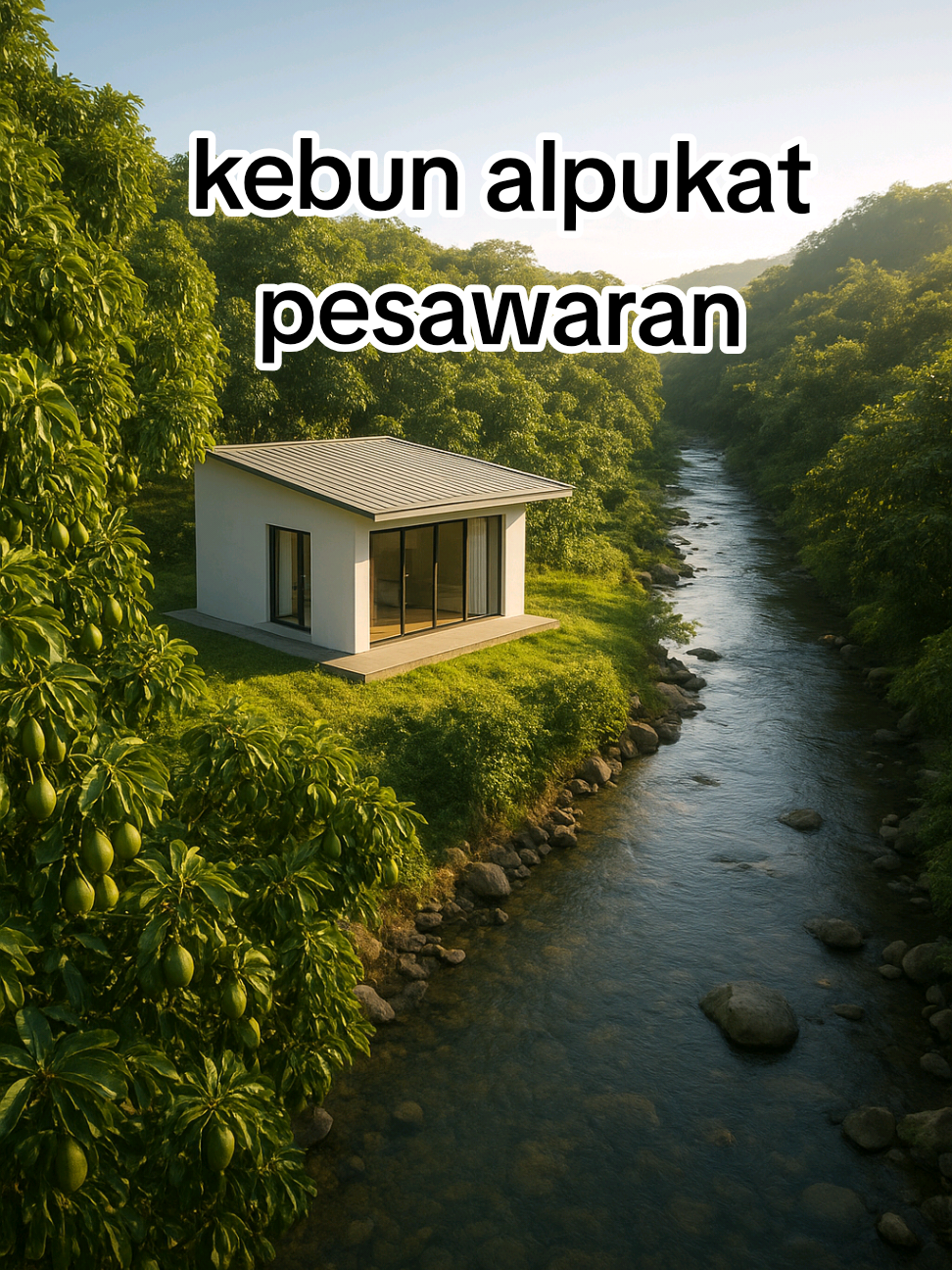 kebun alpukat pesawaran  #creatorsearchinsights #alpukatwina #alpukataligator #alpukatmiki #bibitalpukatpesawaran 