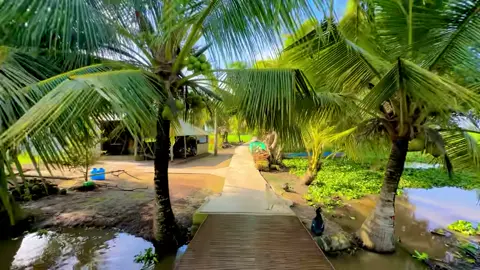 Miền tây chill chill #84travinh #xuhuong 