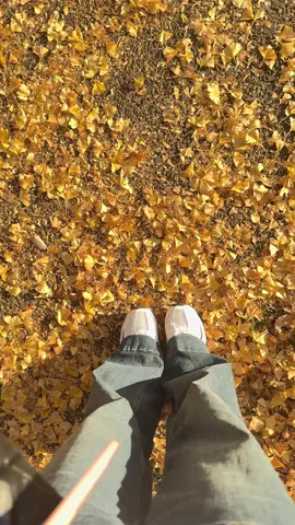 🍁🍂 #秋 #japan 