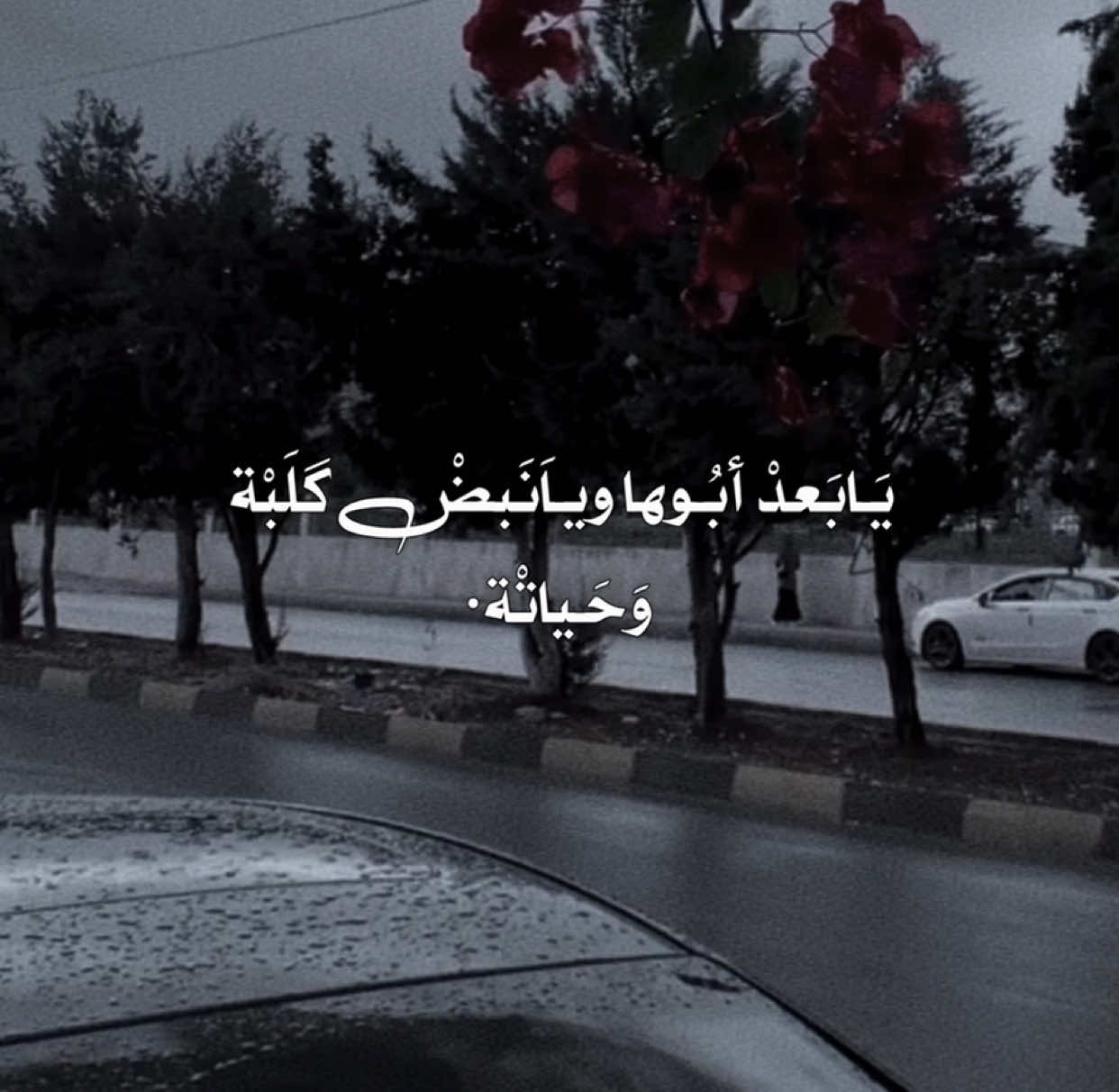 ويـاَنَبضْ گلَبْة وَحَـياتْة • . . . . . . . #باسم_الكربلائي  #VIRAL  #FYP  #FORYOU  #TIKTOK 