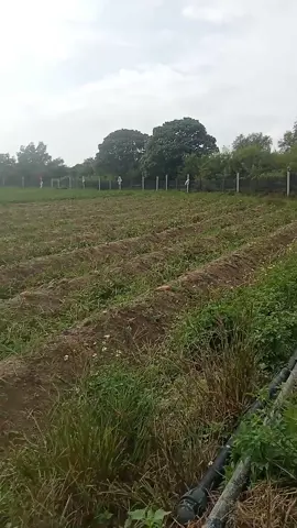 #sekedar_hiburan🌾🙏🥰  proses panen muntul nona😁😁🙏🙏🙏