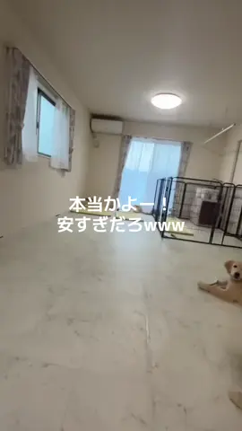 何かの間違えだよなー #ブラックフライデー 