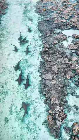 𝐿𝑜𝓈𝓉 𝒾𝓃 𝓅𝒶𝓇𝒶𝒹𝒾𝓈𝑒🌊✮ 🫧⋆ 🦈｡ * ⋆｡🩵 #sea #maldives #shark #sharkpointmaldives #paradise 