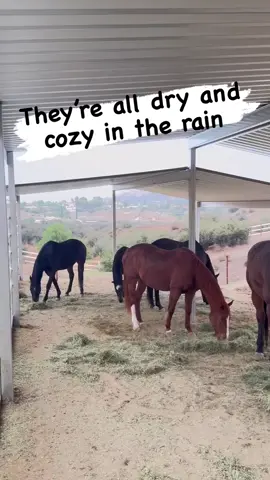 POV: you stayed watched and interrupted 4x or donated to our rescue #hellohorseraver #horselivesmatter #helpmeplease #bydonating#fppppppppppppppppppp 