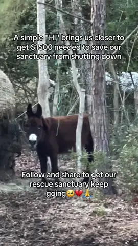 Every kind comment would mean a world to me #donkeys #donkeysoftiktok #usa_tiktok #usadonkey🇺🇸 #unitedstates 