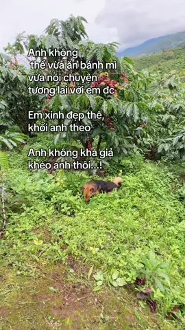 🙂🙂🙂#giaitritiktok #caphexanh #caphethientruong #binhyen 