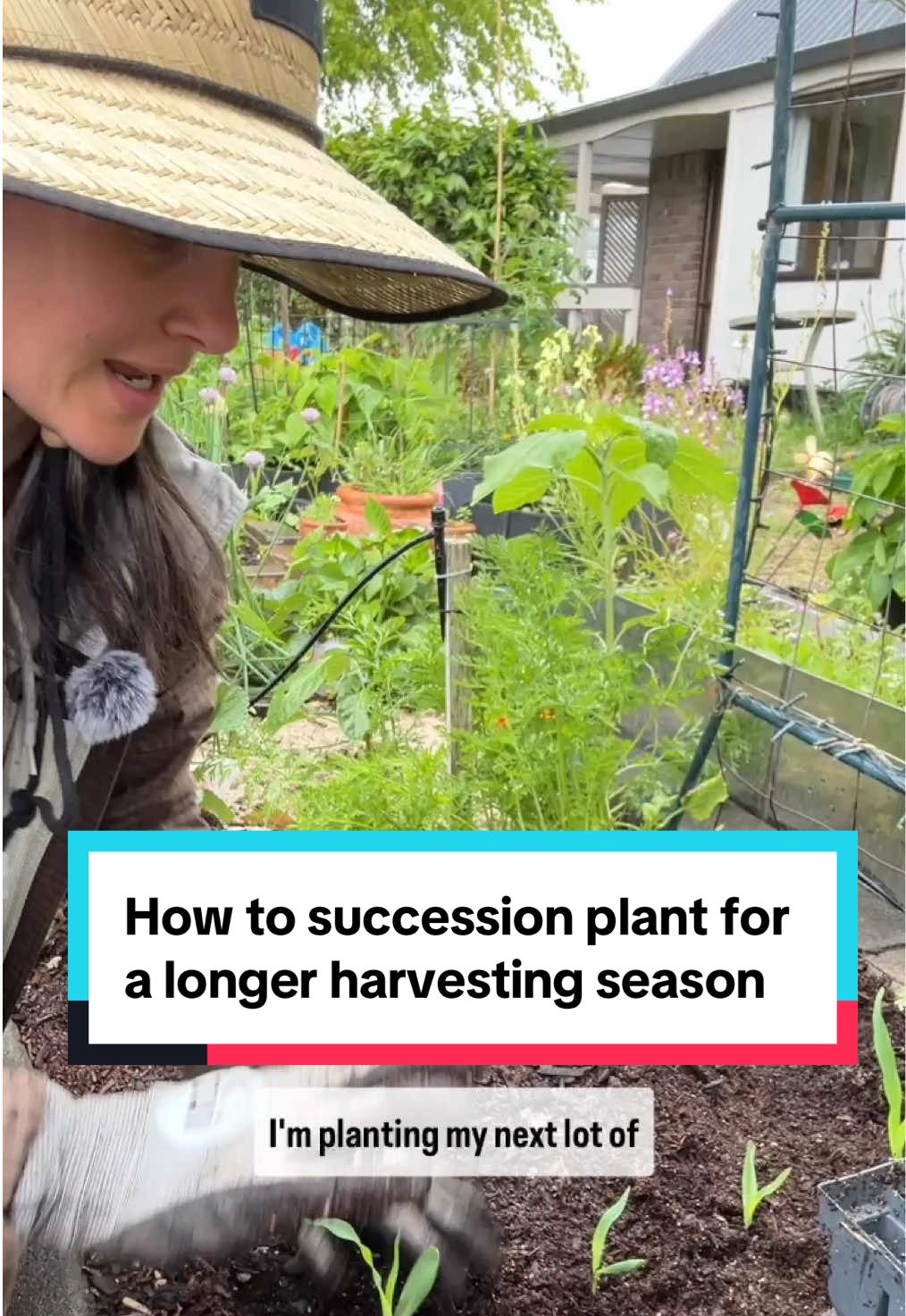 Planting new seeds at different times helps lengthen your harvest season. Especially crops that are one and done like corn and carrots. Also crops like lettuce and herbs that don’t last forever. What are you succession planting? — 👩🏻‍🌾 Hey, I’m Tash - I started gardening in pots 8 years ago and now have a small vege patch in my front yard. I’d love to help you get started with your vege patch. ✅ Hit FOLLOW and let’s grow your vege patch too & grab my free checklist in my profile 😍 #successionplanting #organicvegegrowing #vegetablegarden #nzgarden #fyp 