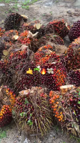 #sawitstory #sawittiktok🌴 #sawit🌴 #foryou #fyp 