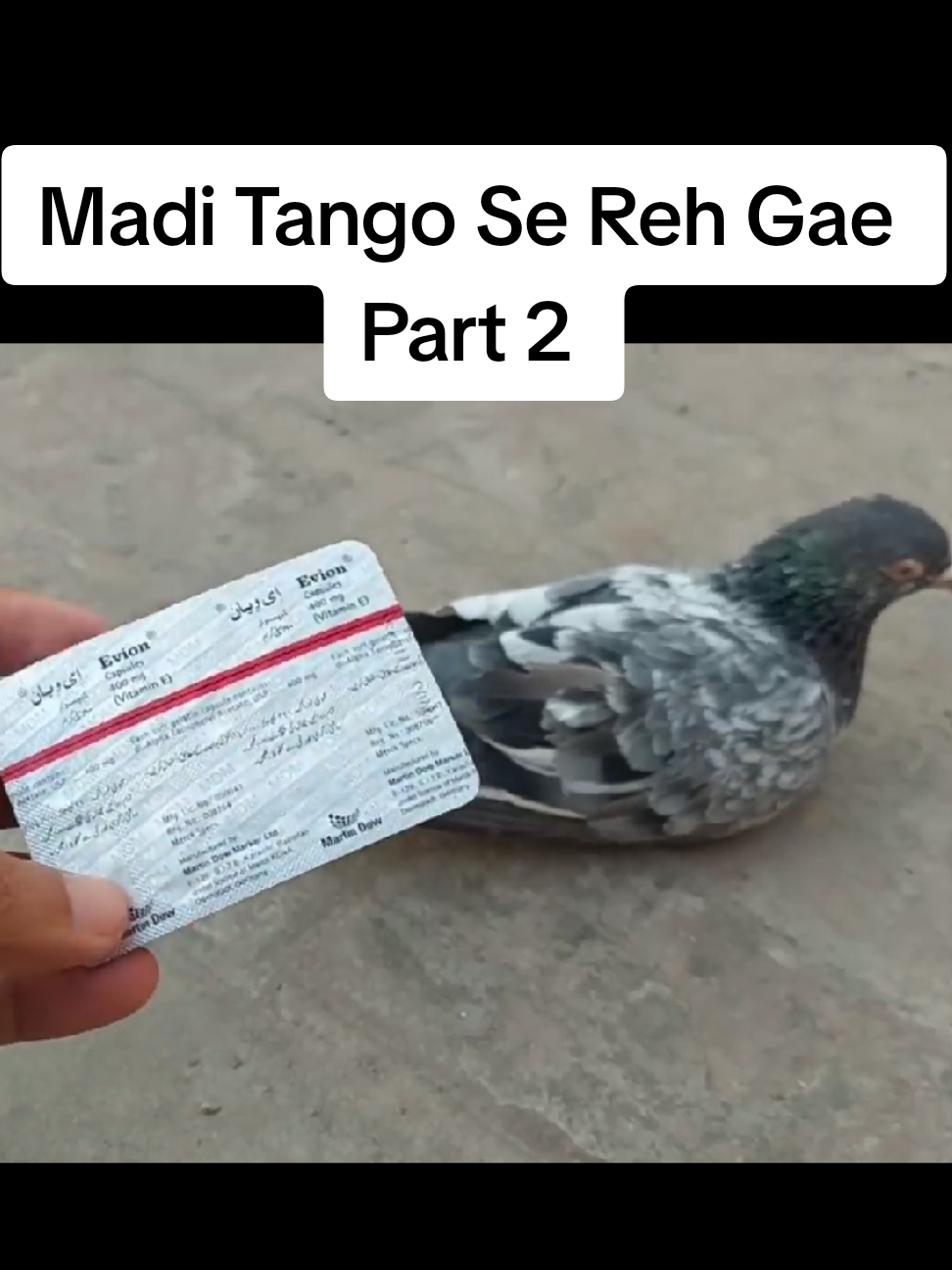 Madi Tango Se Reh Gae Part 2 #Malikpigeonsloft #pigeons #kabootar 