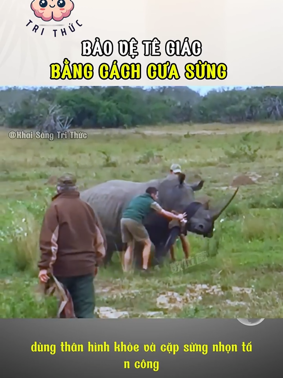 Cưa sừng để bảo vệ tê giác ??? #dongvat #dongvathoangda #tegiac 