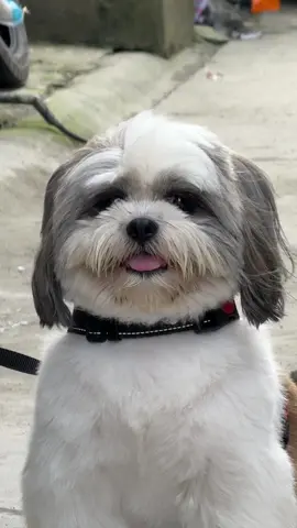 Sige umupo ka sa kalsada HAHAHA 😩 #fyp #shihtzu #pet #doglovers 
