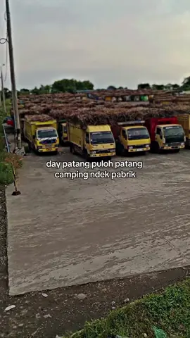 terno sontek sam #storytruk #fypシ゚ #drivermuda #tuban24jam #fouryoupage 