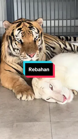 Rebahan aja suksesss.