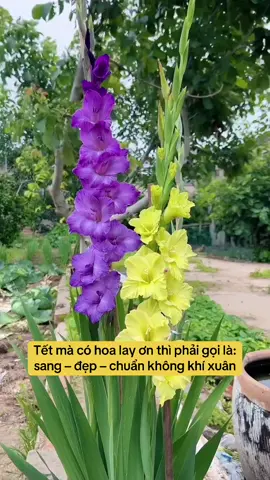 Tết mà có lay ơn đón khách thì phải gọi là: sang – đẹp – chuẩn không khí xuân! #tronghoadontet #cuhoalayon #hoalayon #hoadepdontet #cugionghoalayonhangdalat 