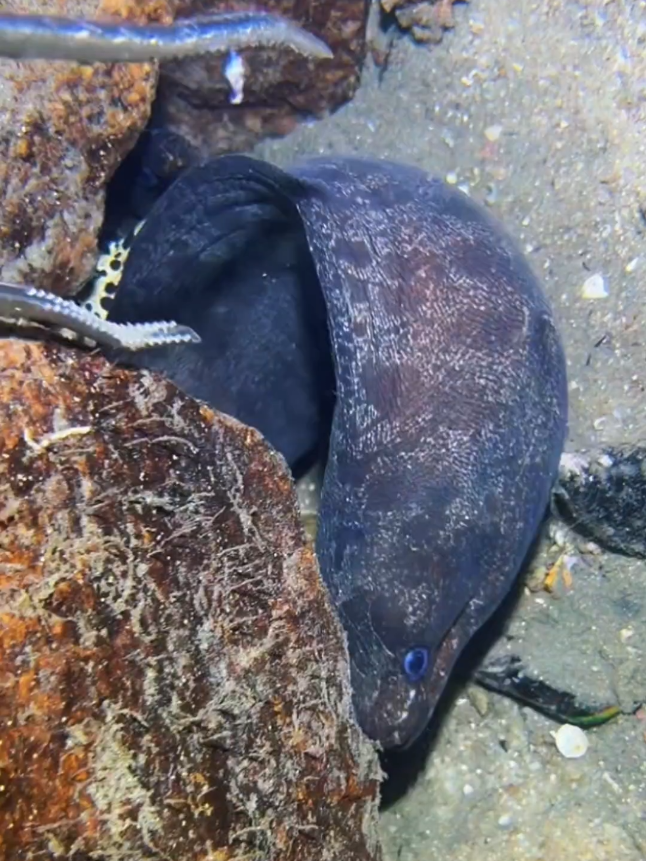 #diving #crab #catchthesea #seafood #seaside 