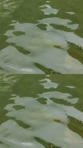 📍Nếu hôm ấy không mưa , bầu trời chắc đẹp lắm ...💔.... #trangan #ninhbinh