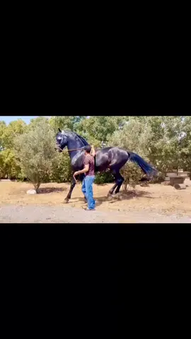 #အလှတရားတွေမျှဝေခံစားမယ်🥰🥰 #horse #beautiful #