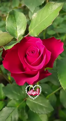 #اغاني #حب #شعر #عشق #fyp 