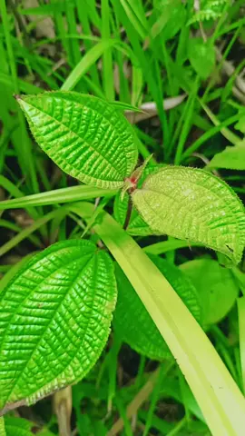 air terjun seindah ini jarang ada yg tau loh di Ciater, Subang 😁 #curug  #wonderfulindonesia  #4upage  #fypシ  #masukberanda 