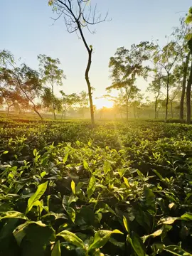 যতই আলো পড়ুক_চায়ের পাতার মতোই আমি ভিজে থাকি কষ্টে💔💫 #fyp #unfrezzmyaccount #1millionaudition #teagarden #tiktokbangladesh🇧🇩 