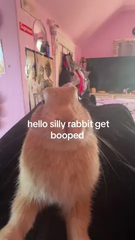 to boop or not to boop  #bunny #rabbit #bunnytok #rabbitsoftiktok 