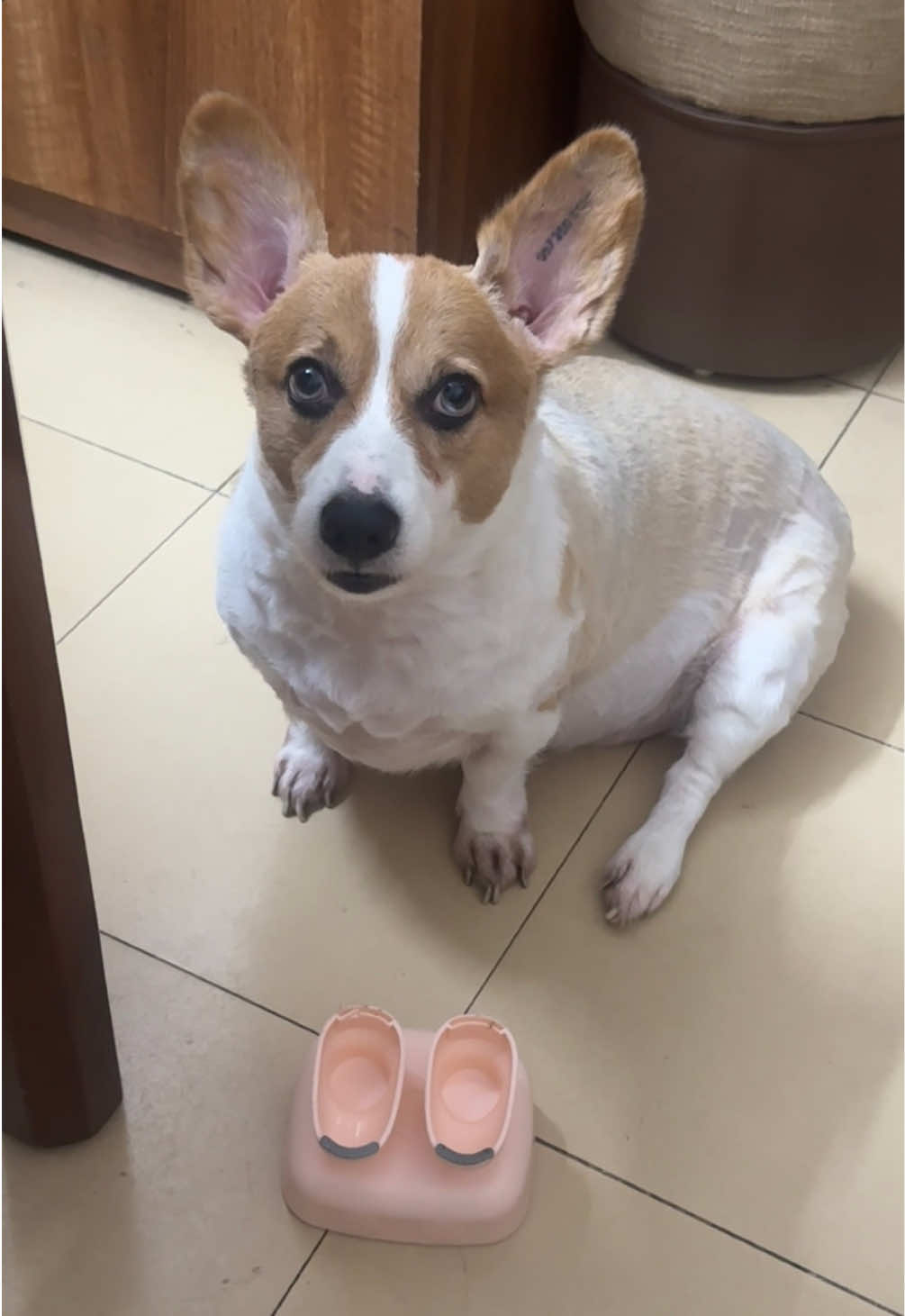 bướng nhất Tiktok  #xoai #xuhuong #lanhlungnhattiktok #fyp 